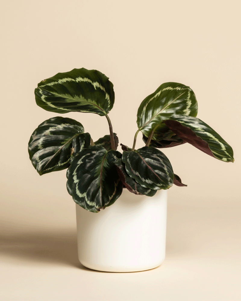 feey-calathea-roseopicta-klein-korbmarante image 7