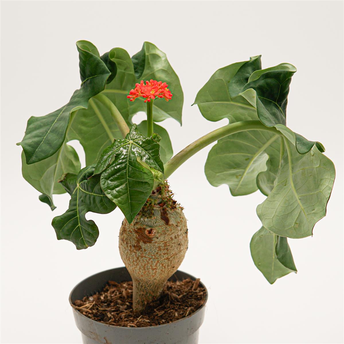 pasiora-jatropha-podagrica-flaschenpflanze-14cm image 1