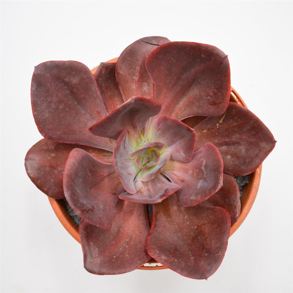 pasiora-echeveria-goiabinha-sukkulente-17cm-topf image 2