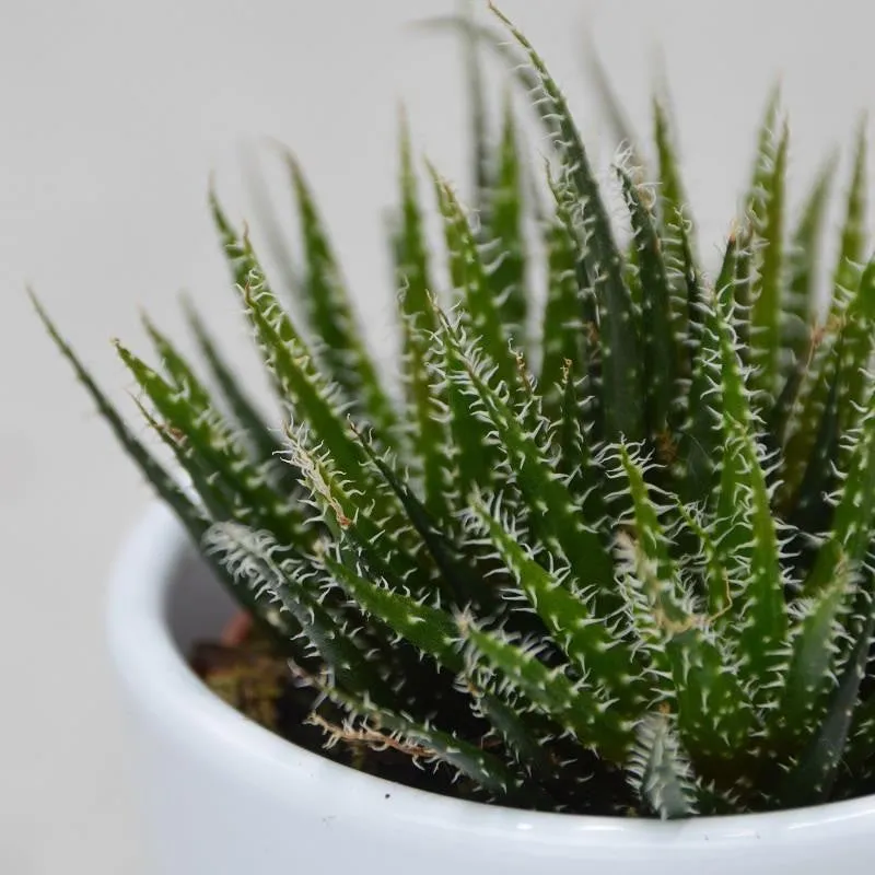 pasiora-aloe-haworthioides-sukkulente-5-5-cm-topf image 1