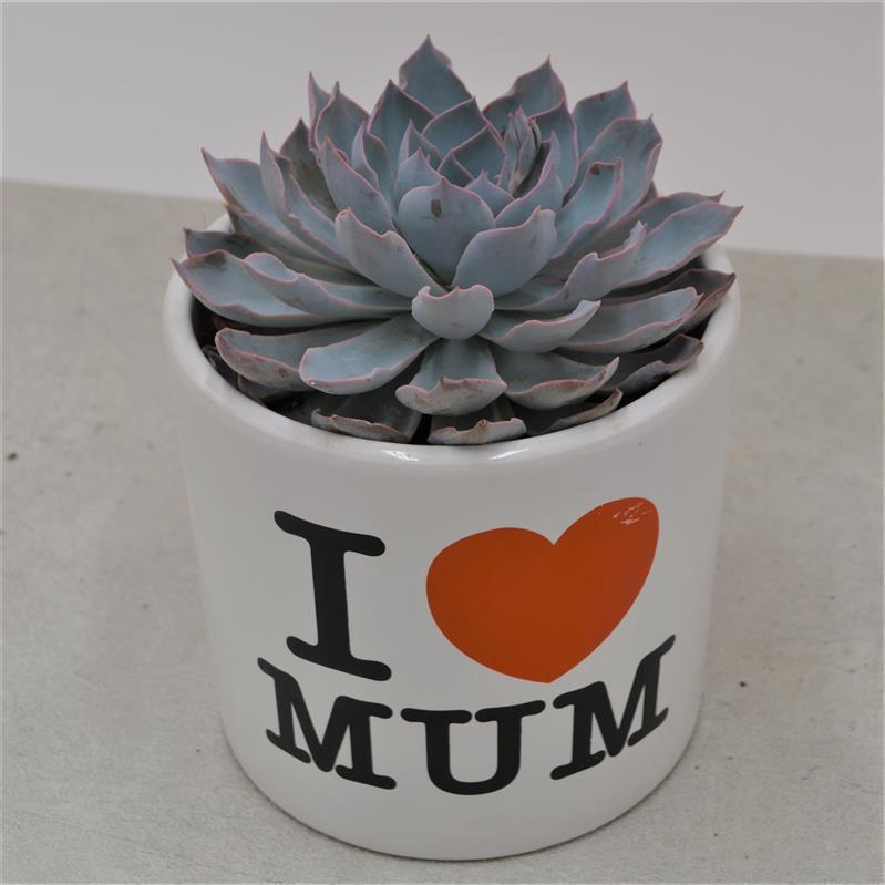 pasiora-i-love-mom-bertopf-geschenk-topf-f-r-sukkulenten image 2