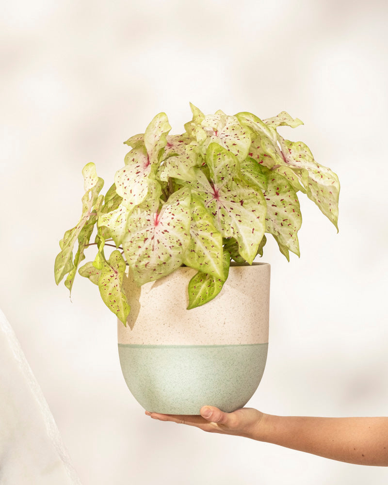 feey-caladium-miss-muffet-buntblatt-zimmerpflanze-gro image 1