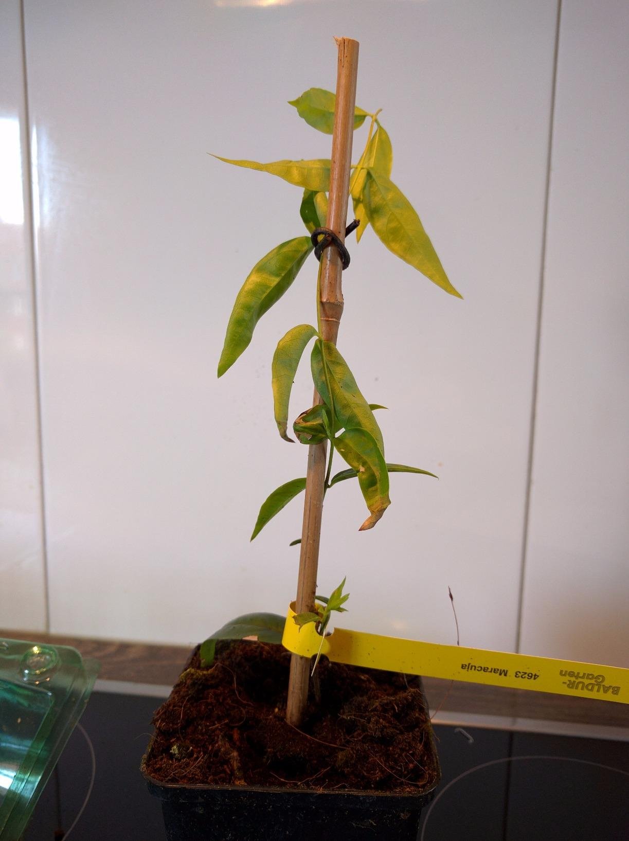 Blüte ist der Hammer