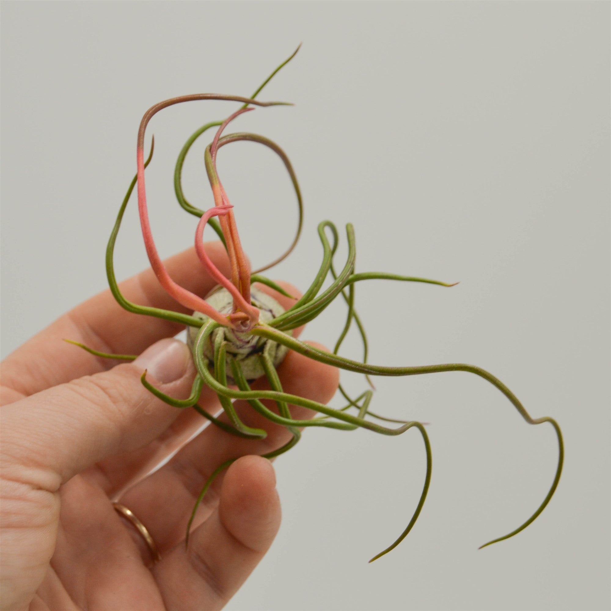 pasiora-tillandsia-bulbosa-regenwaldtillandsie image 3