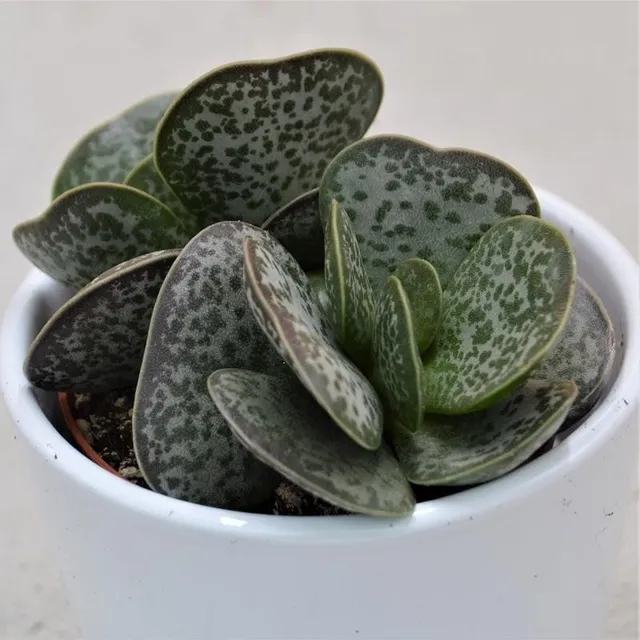 pasiora-adromischus-trigynus-sukkulente-10-5-cm-topf image 1