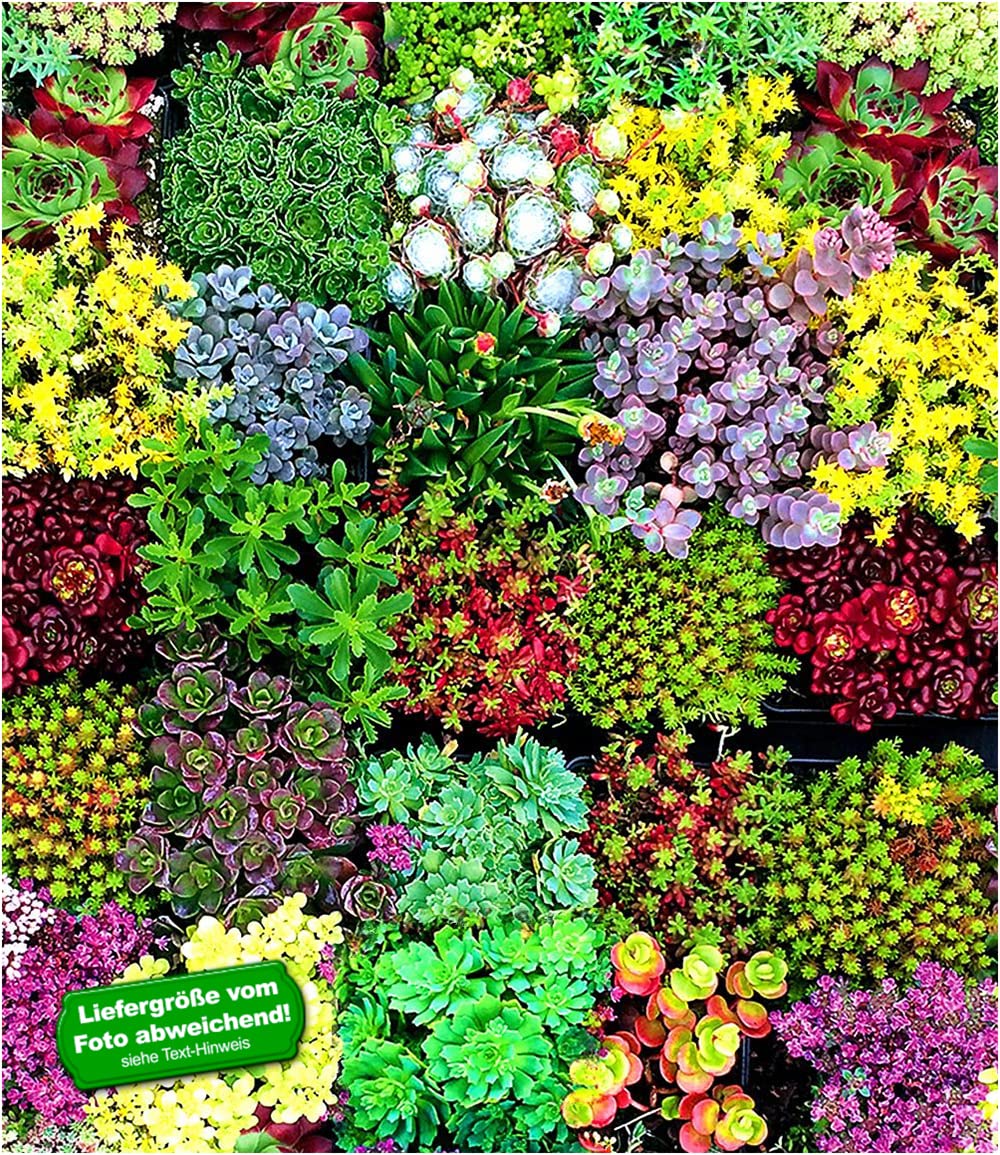 baldur-garten-6er-staudenbeet-trockenheits-k-nstler-im-9x9-cm-topf image 3