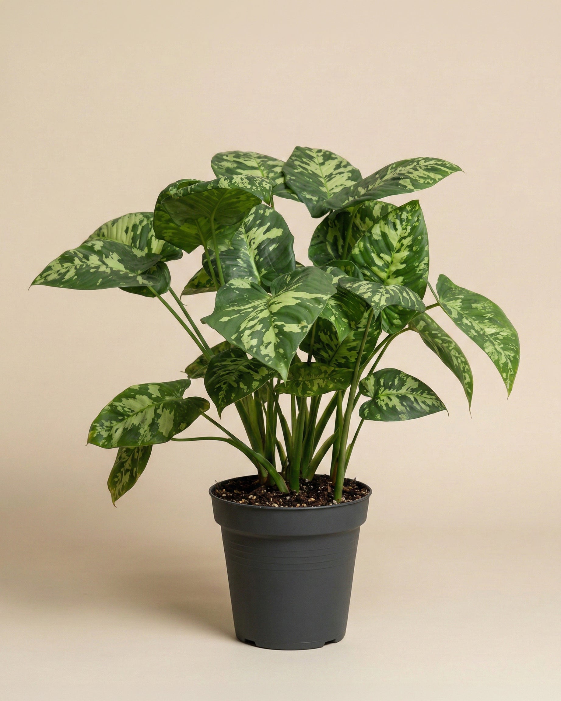 feey-homalomena-candid-zimmerpflanze image 3