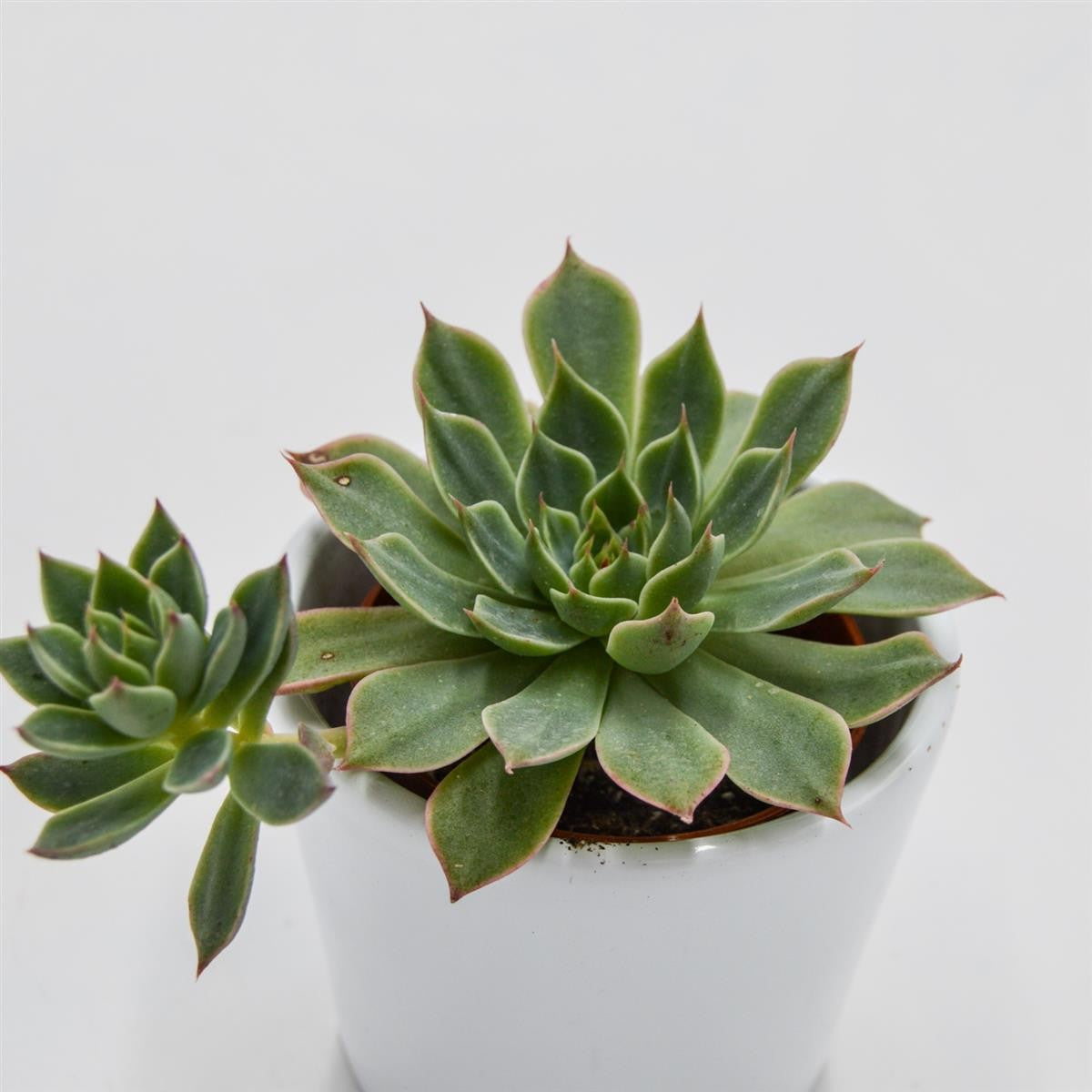 pasiora-graptopetalum-altair-sukkulente-5-5cm-topf image 1