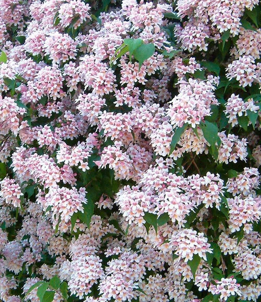 baldur-garten-rosa-perlmuttstrauch-im-9x9-cm-topf image 3