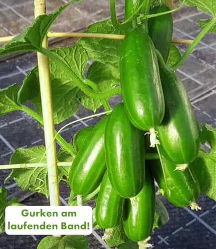baldur-garten-die-kleine-gurkenfabrik-cucko-2x-pflanzen-im-10-5-cm-topf image 4