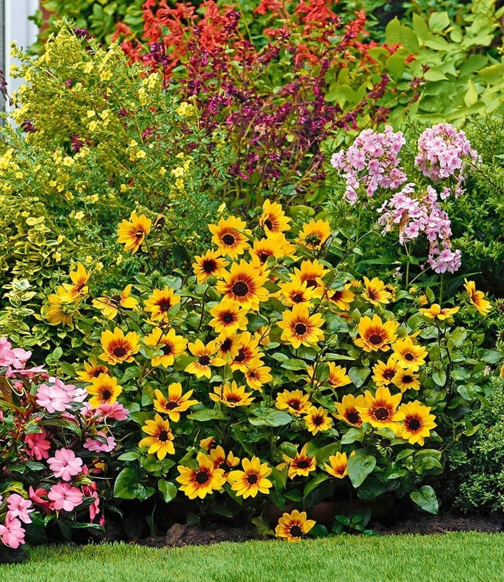baldur-garten-balkon-sonnenblume-sunbelievable-3x-pflanze-im-12-cm-topf image 3