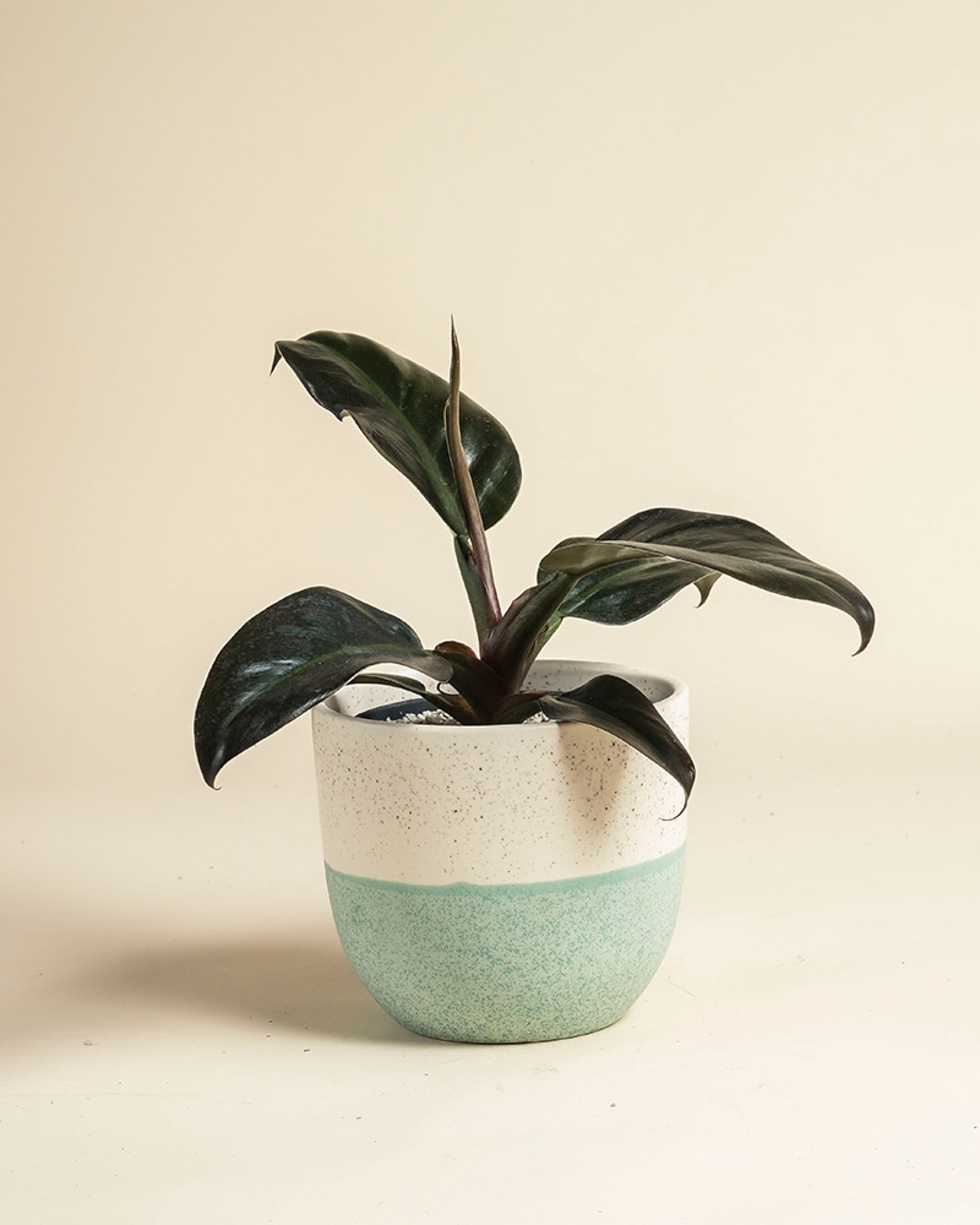 feey-philodendron-imperial-red-zimmerpflanze-dunkelgr-n-rot image 7