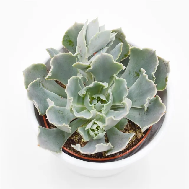 pasiora-echeveria-shaviana-rosetten-sukkulente-9cm image 1