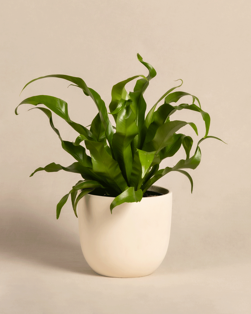 feey-kleiner-nestfarn-asplenium-nidus-zimmerpflanze image 6