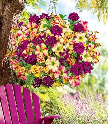 baldur-garten-6er-sommerblumen-mix-raspberry-lemon-im-10-5-cm-topf image 2