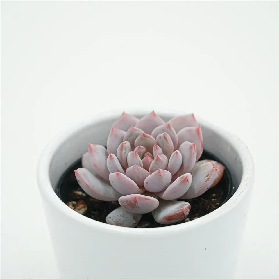 pasiora-echeveria-monroe-star-orange-sukkulente-6cm image 1