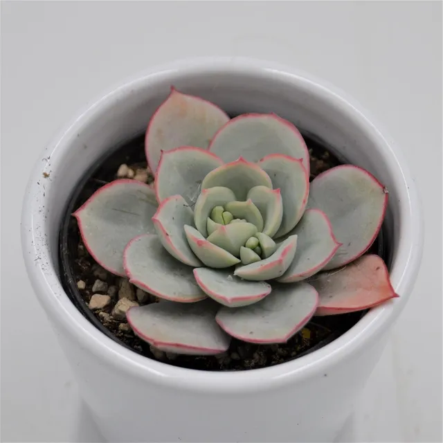 pasiora-echeveria-subcorymbosa-lau-026-sukkulente-5-5cm image 1