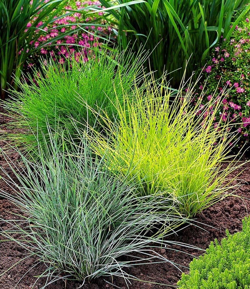 baldur-garten-gr-ser-trio-15-pflanzen-im-9x9-cm-topf image 1