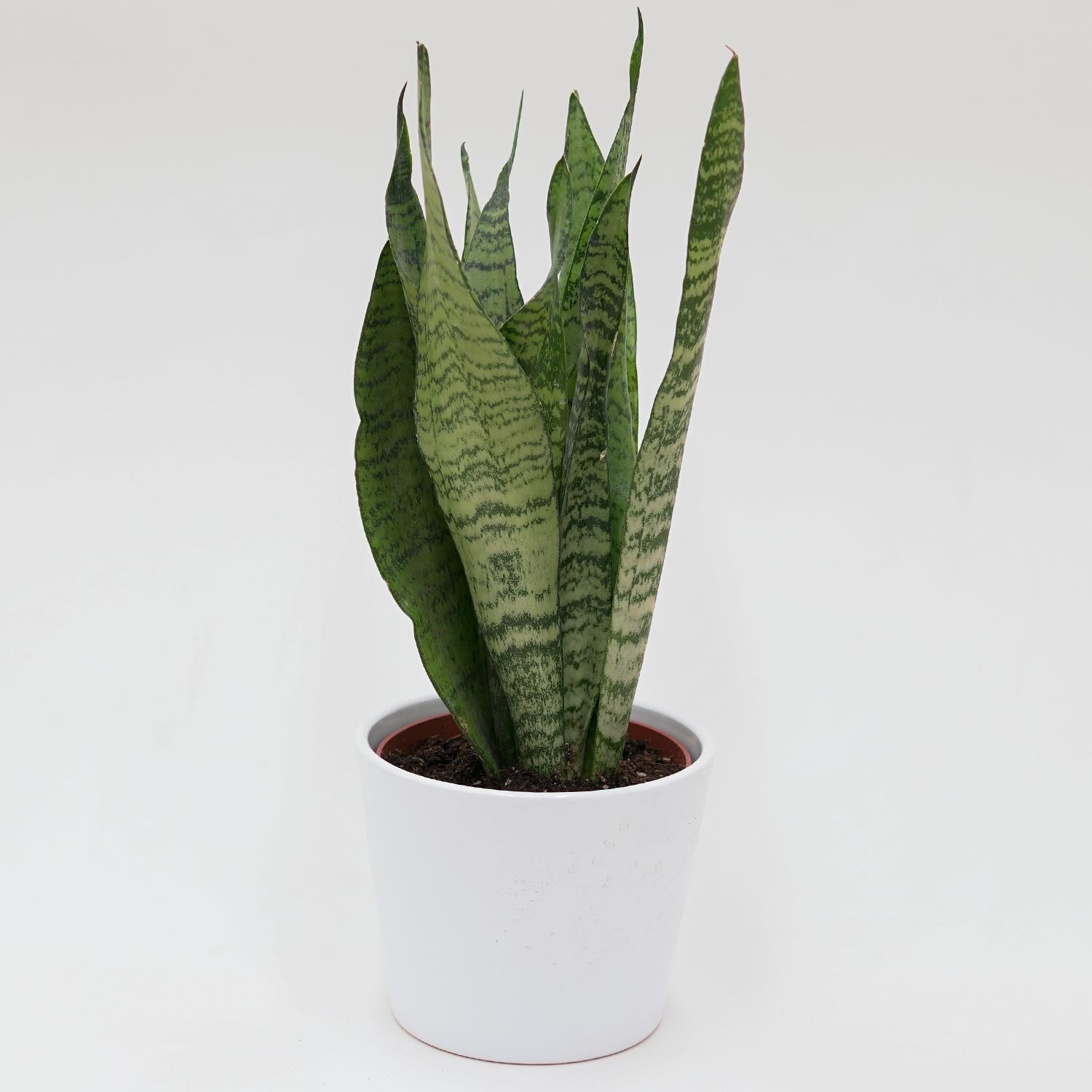 pasiora-sansevieria-zeylanica-sukkulente-12cm-topf image 1