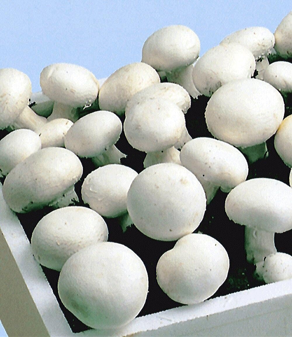 baldur-garten-wei-e-edel-champignons-kulturset-7-5-l image 4