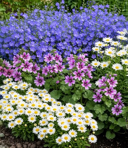 baldur-garten-9er-staudenbeet-landhausgarten-margerite-glockenblume-malve-9x9-cm image 2