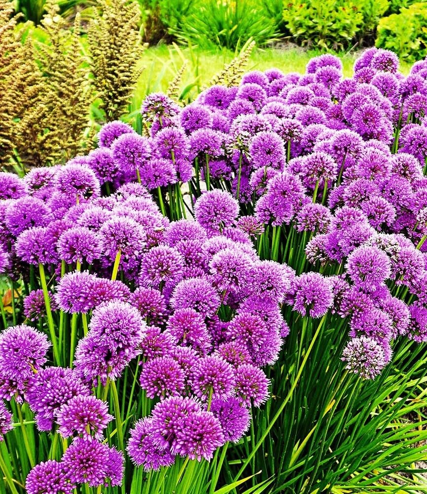 baldur-garten-duft-allium-millenium-3-knollen-zierlauch-winterhart image 2
