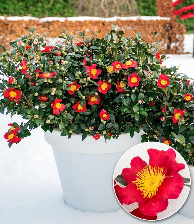 baldur-garten-winterbl-her-kamelie-yuletide-im-15-cm-topf image 1