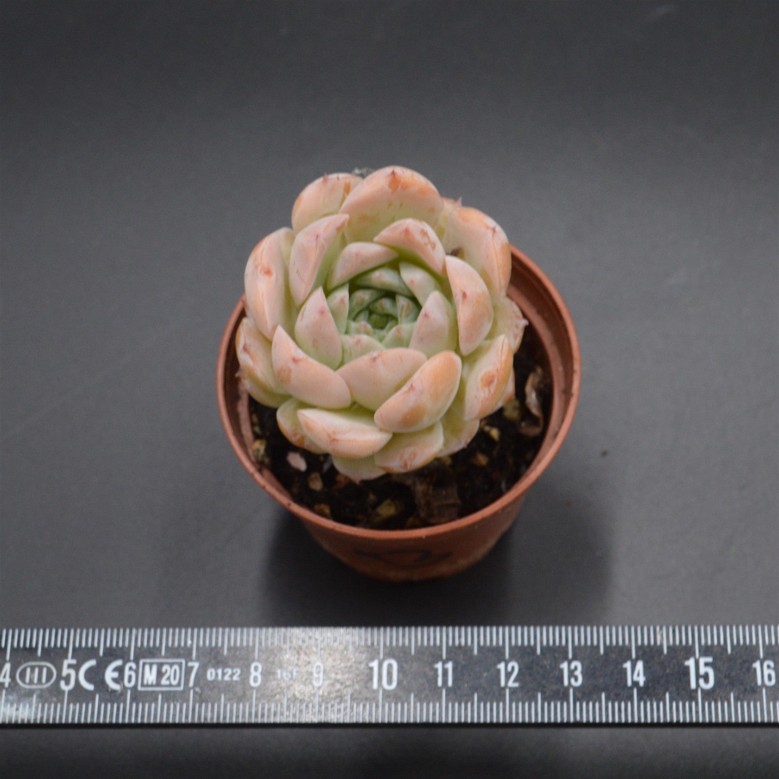 pasiora-echeveria-amazing-grace-sukkulente-einzelst-ck-indoor image 2