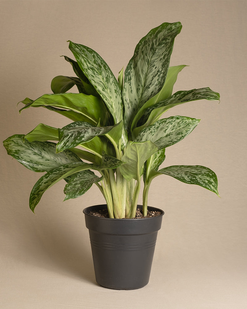 feey-aglaonema-greenlight-zimmerpflanze-50-60-cm image 3