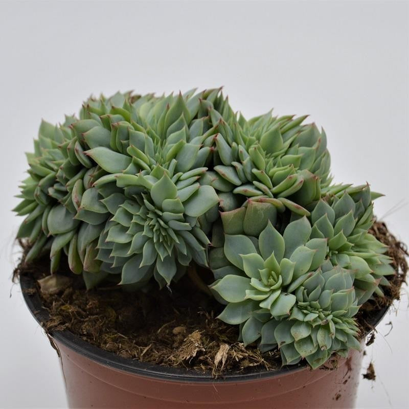 pasiora-echeveria-secunda-f-cristata-sukkulente-13cm image 1