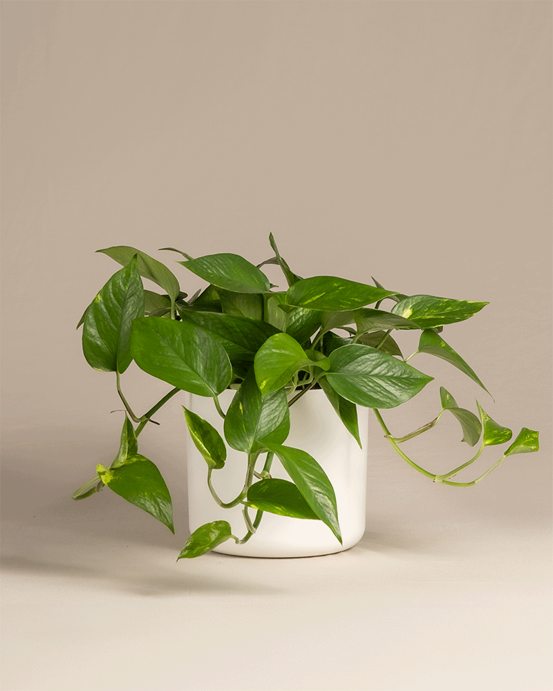 feey-gro-e-efeutute-epipremnum-aureum-h-ngepflanze image 8