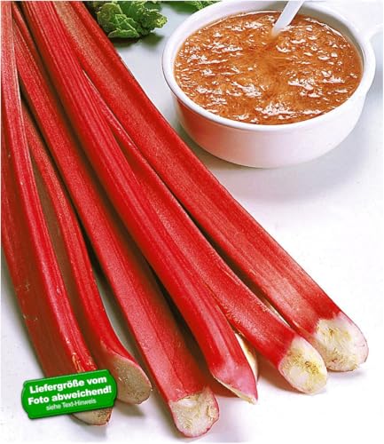 baldur-garten-blut-rhabarber-rheum-rhabarbarum-3-knollen-gr-e-i image 4