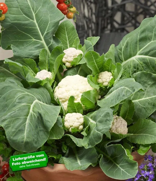 baldur-garten-multi-pfl-ck-blumenkohl-multi-head-f1-3-pflanzen image 1