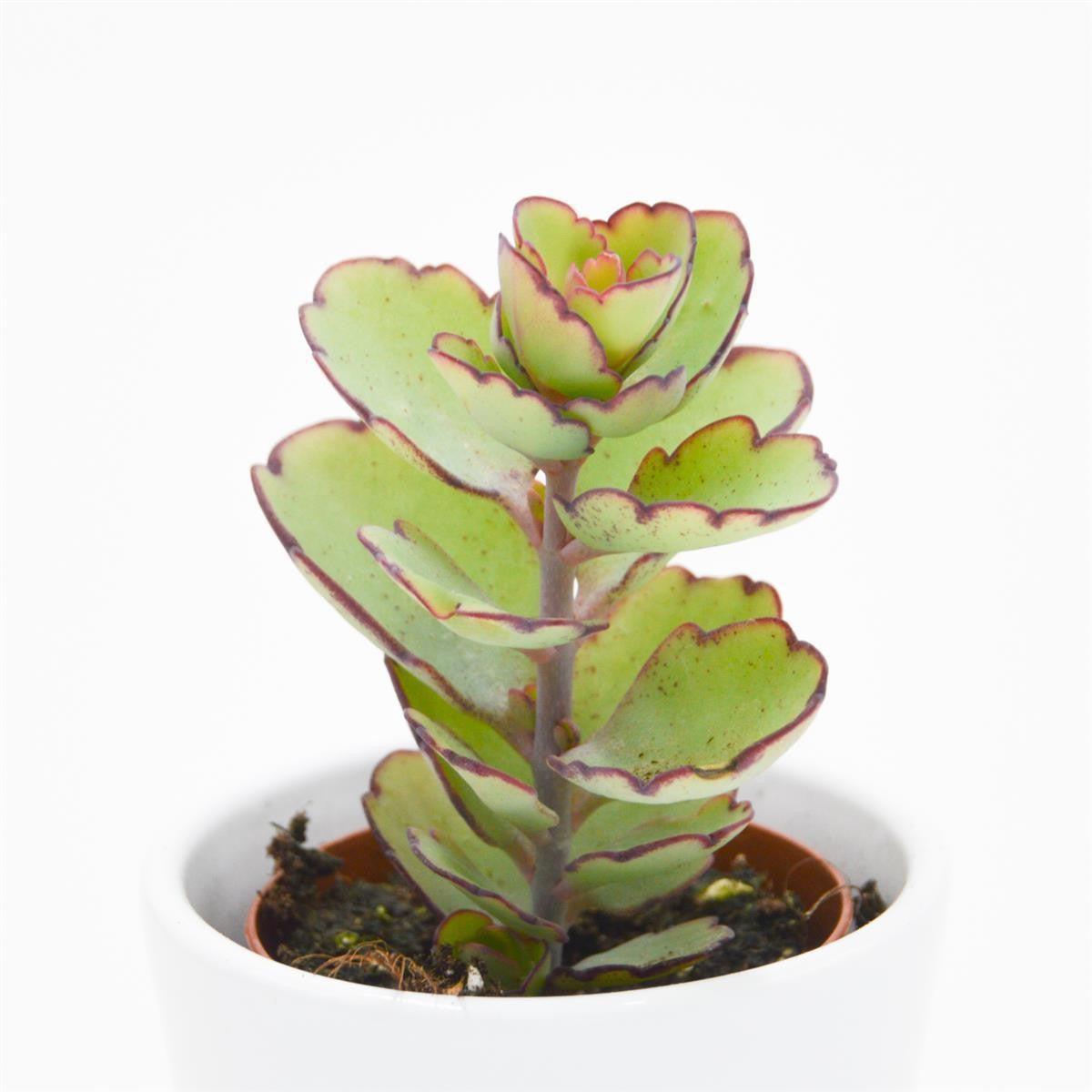 pasiora-kalanchoe-thailandii-sukkulente-brutblatt-5-5cm-topf image 3