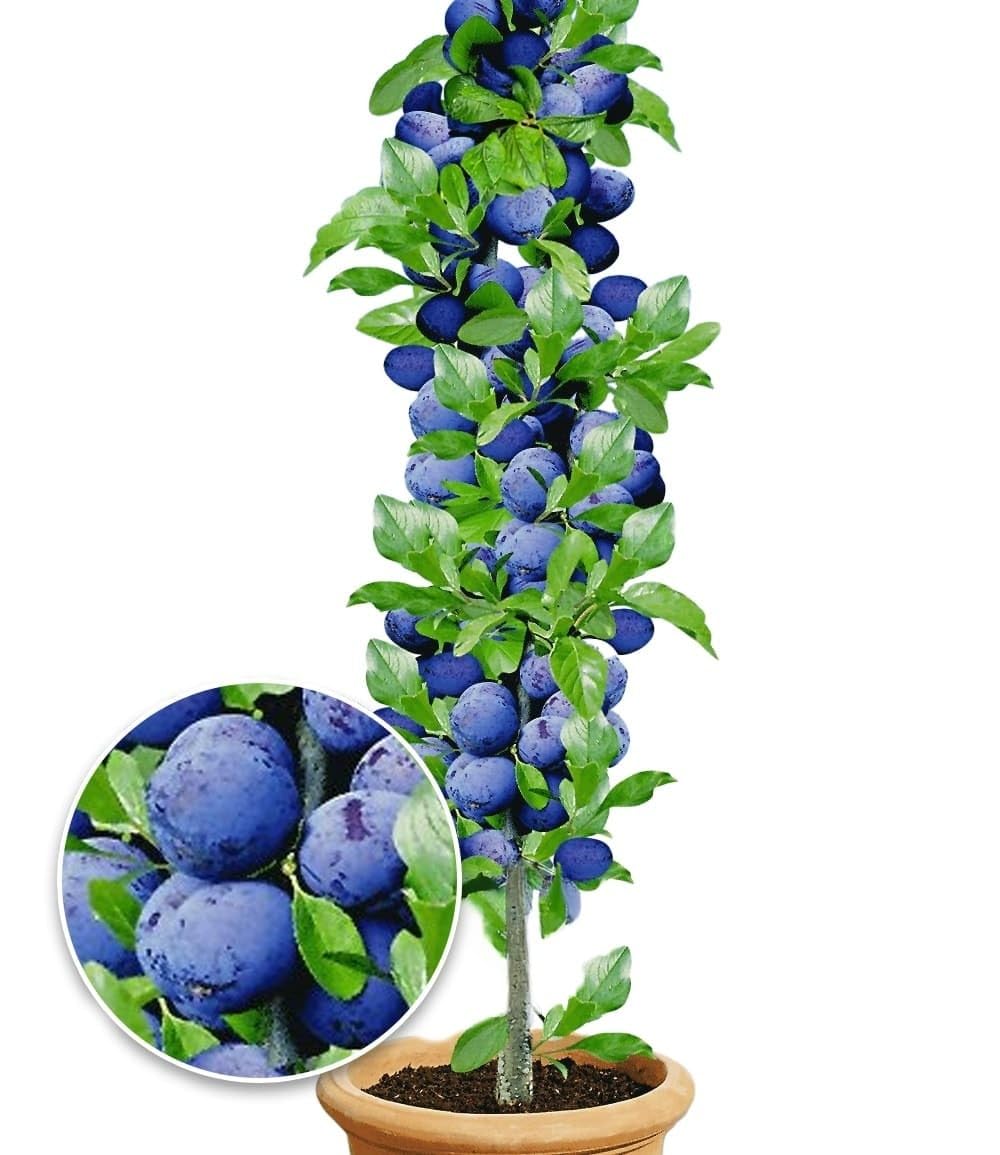 baldur-garten-s-ulen-kirsche-stella-s-kirsche-im-9x9x14-cm-kulturtopf image 7