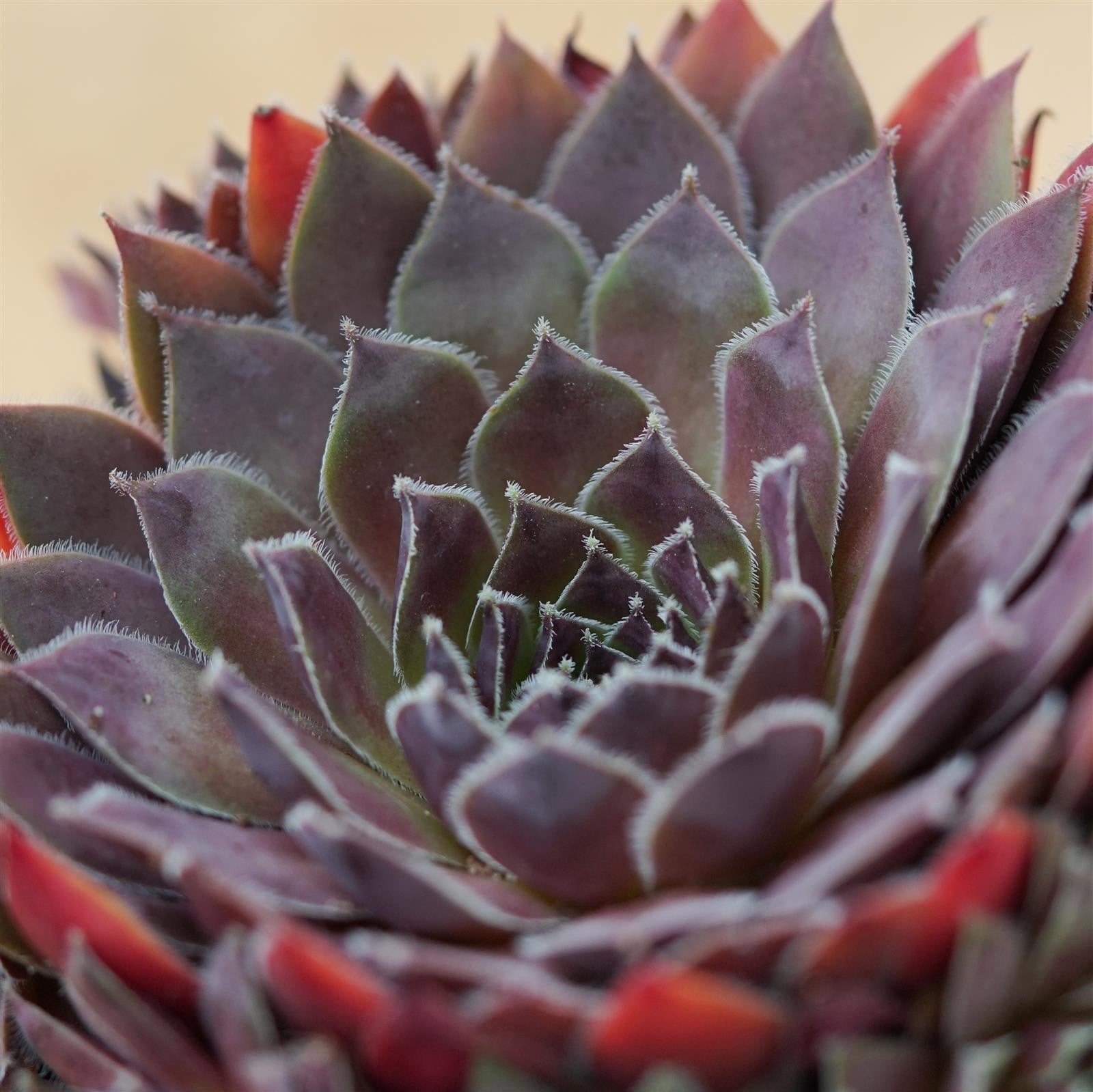 pasiora-sempervivum-mix-3-st-ck-sukkulenten-set-10-5-cm-t-pfe image 3