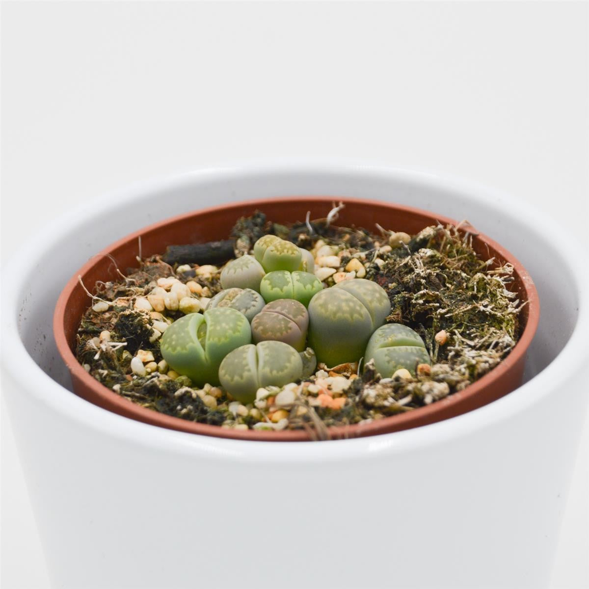 pasiora-lithops-ssp-lebende-steine-8-5cm-topf image 2
