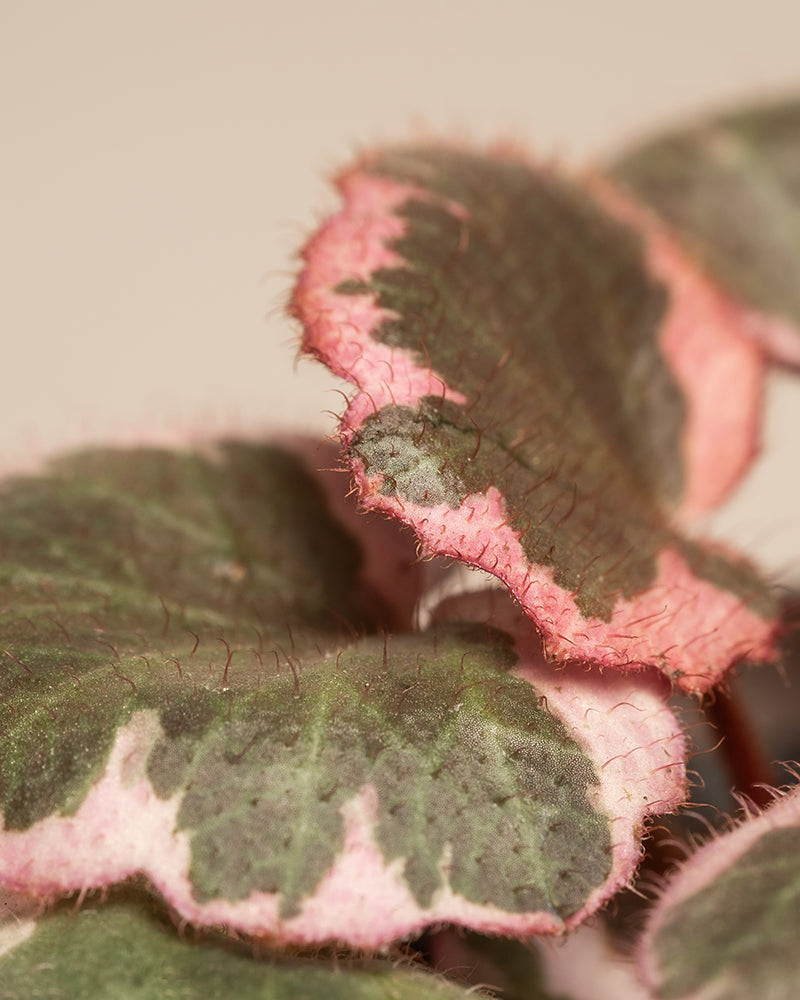 feey-rosa-babypflanzen-3er-set-mit-cryptanthus-hoya-saxifraga image 2