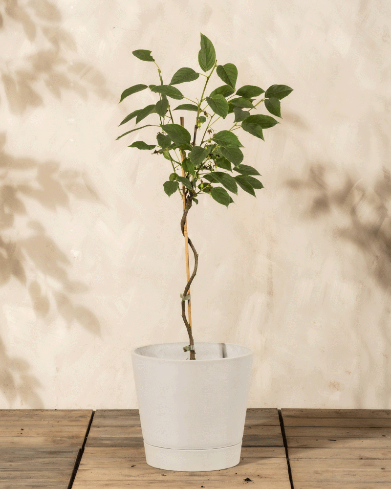 feey-mini-kiwi-actinidia-arguta-issai-obstpflanze image 4