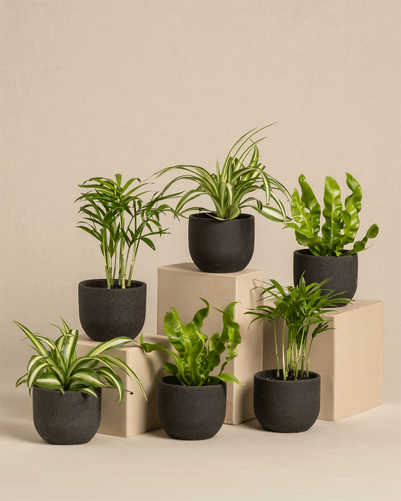 feey-ungiftige-babypflanzen-6er-set-tierfreundlich image 5
