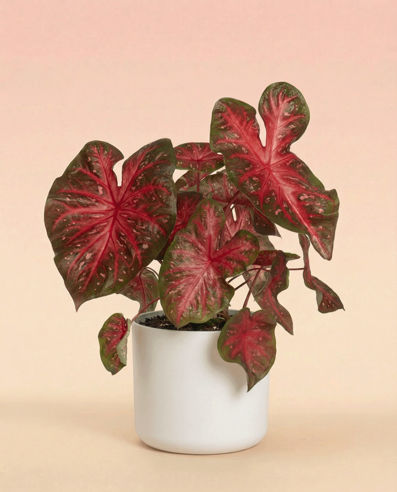 feey-caladium-red-flash-zimmerpflanze image 7