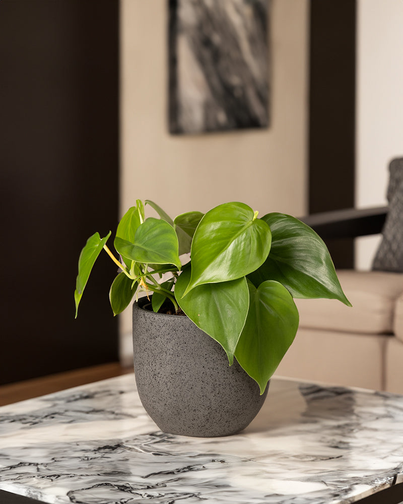 feey-philodendron-scandens-baumfreund-h-ngepflanze image 4