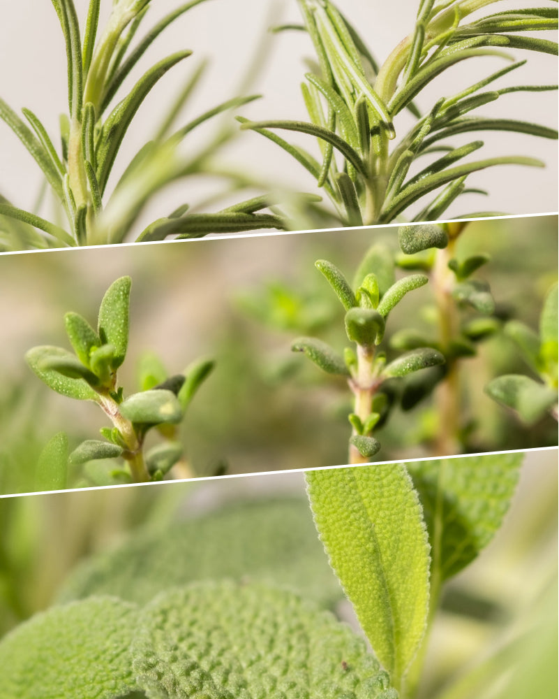 feey-kr-uter-trio-thymian-rosmarin-salbei-3-pflanzen image 2