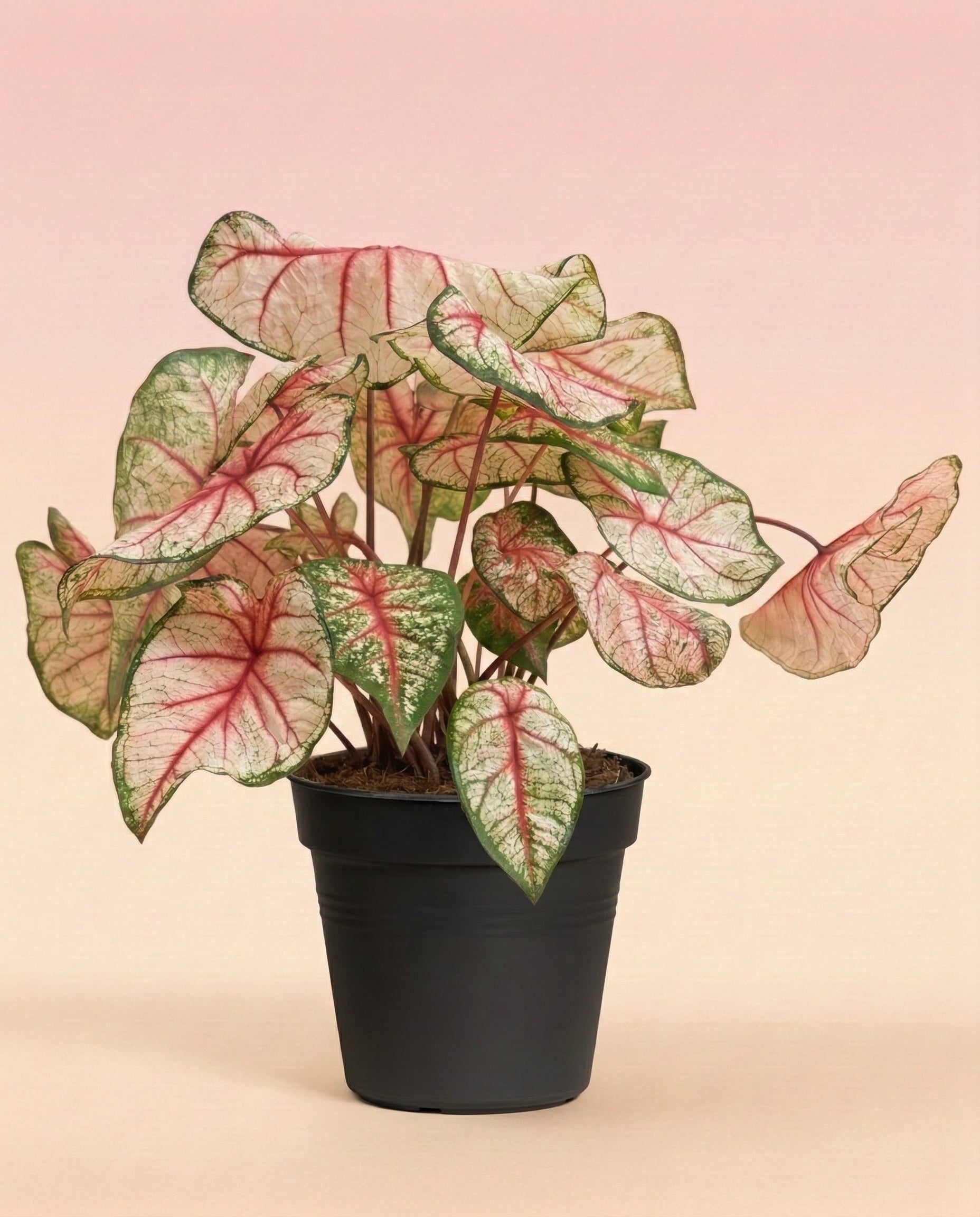 feey-caladium-rhapsody-buntblatt-zimmerpflanze image 3