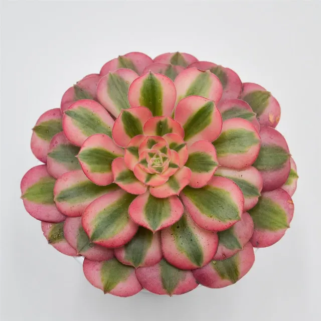 pasiora-aeonium-pink-witch-sukkulente-im-12cm-topf image 1