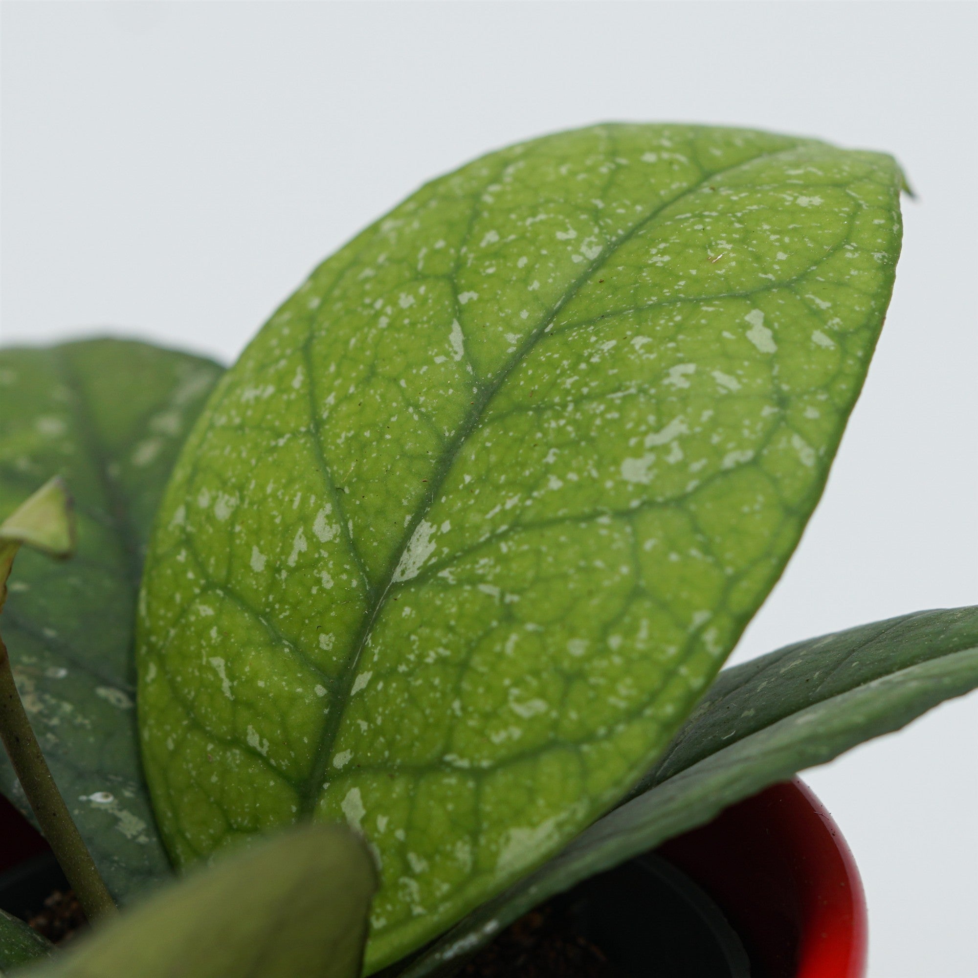 pasiora-hoya-sp-sabah-porzellanblume-6cm-topf image 5