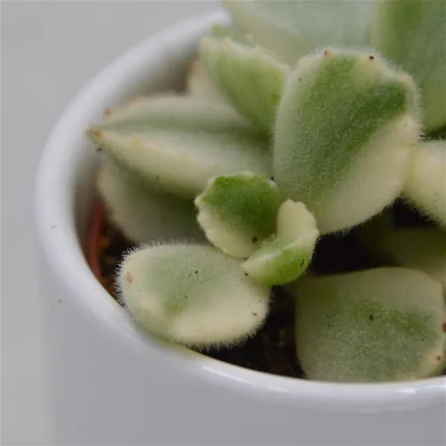 pasiora-cotyledon-tomentosa-variegata-sukkulente-5-5cm image 1