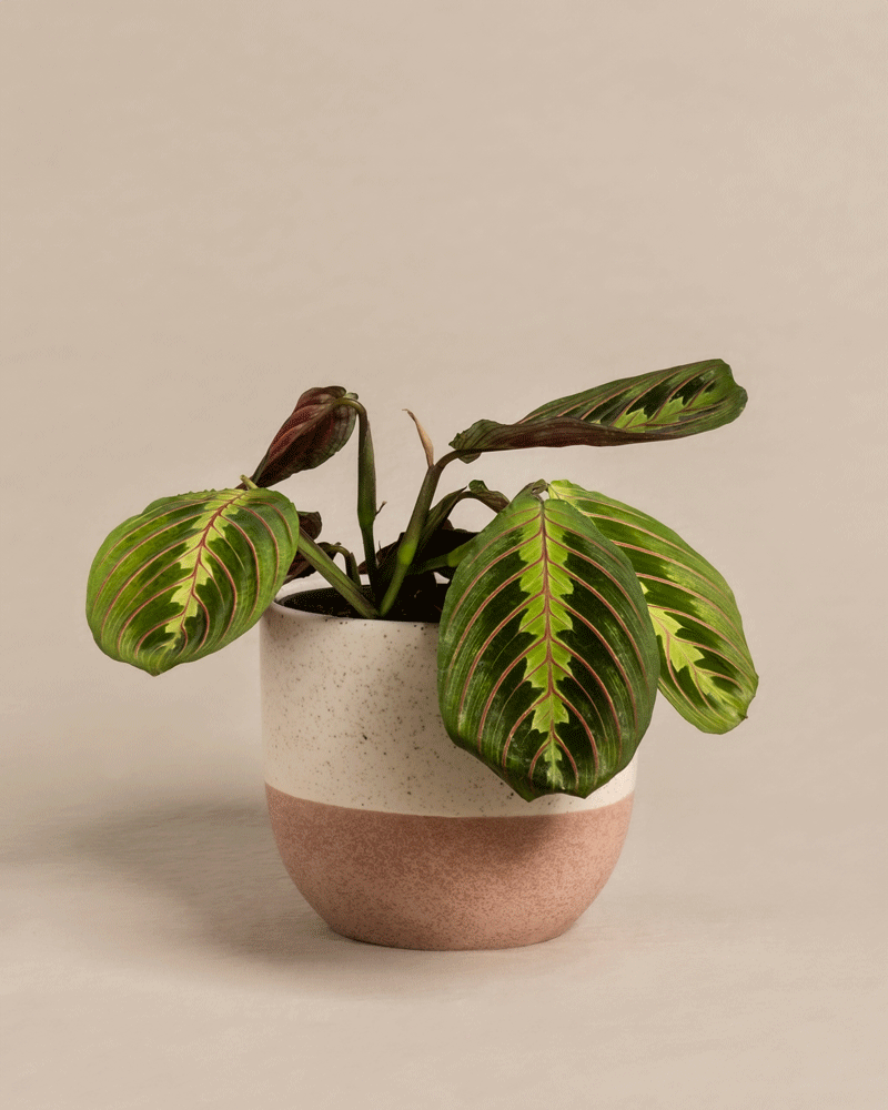 feey-maranta-leuconeura-tricolor-pfeilwurz-prayer-plant-zimmerpflanze image 5