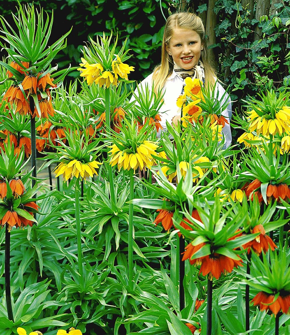 baldur-garten-kaiserkronen-kollektion-3er-blumenzwiebeln-18-cm-2x-orange-1x-gelb image 2