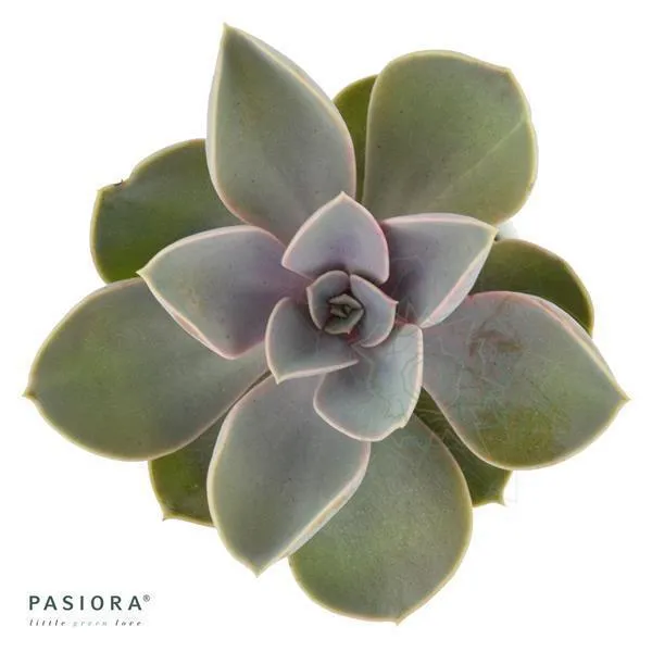 pasiora-echeveria-perle-von-n-rnberg-echeverie-6cm-topf image 1
